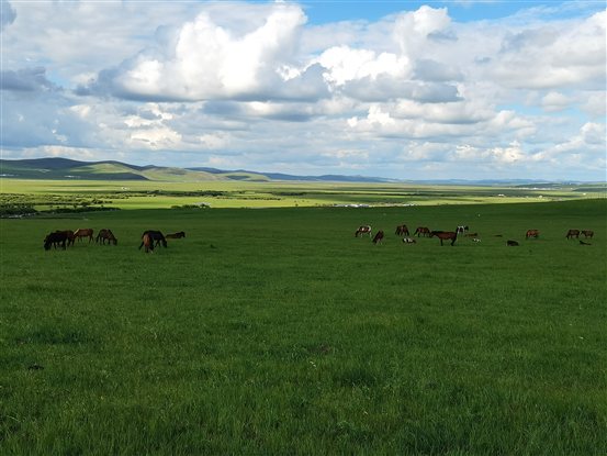 呼倫貝爾美 (敖媛媛)